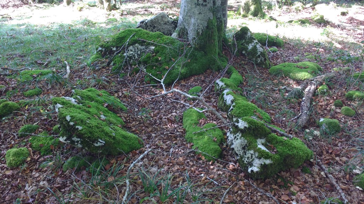 Artzeiturrieta (Arantzadia) trikuharria 3