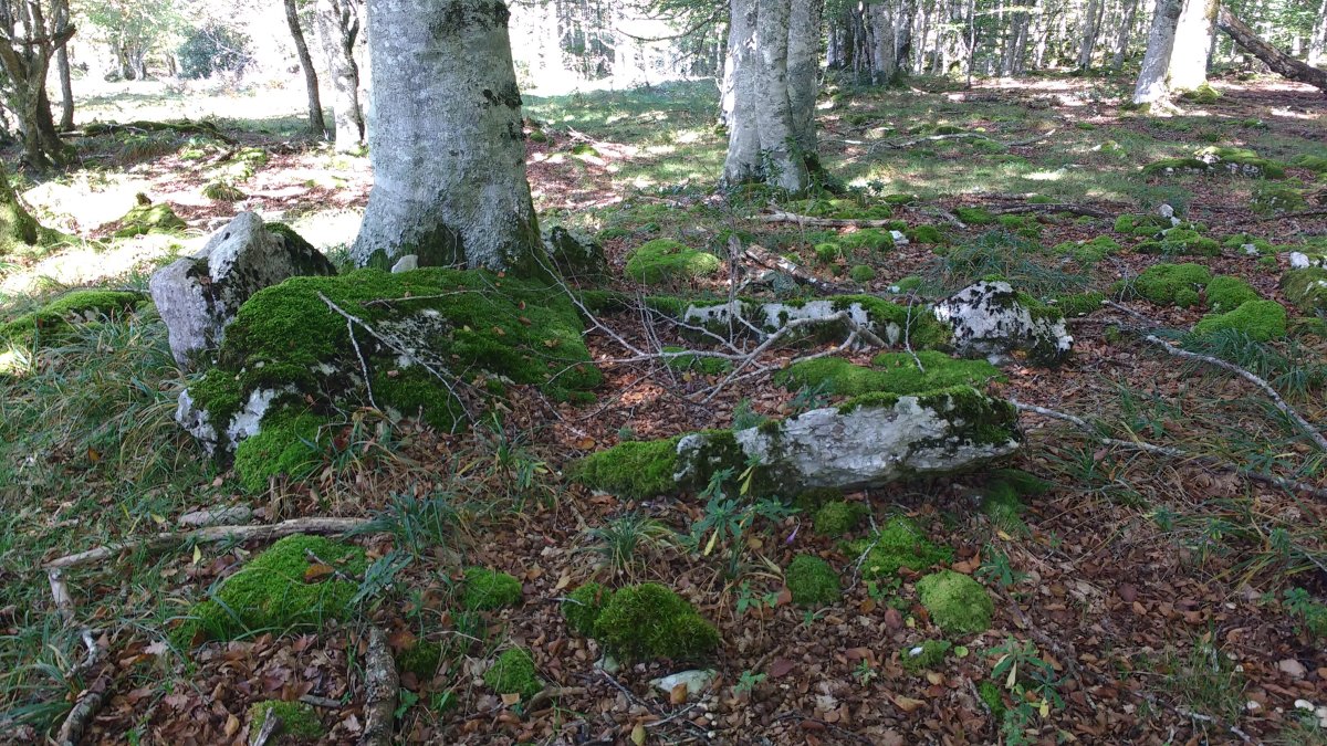 Artzeiturrieta (Arantzadia) trikuharria 2