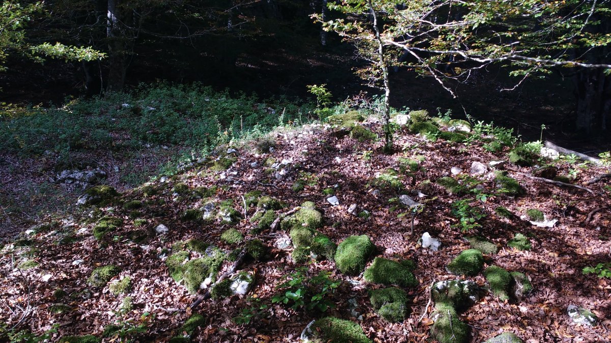 Aileta trikuharria 5