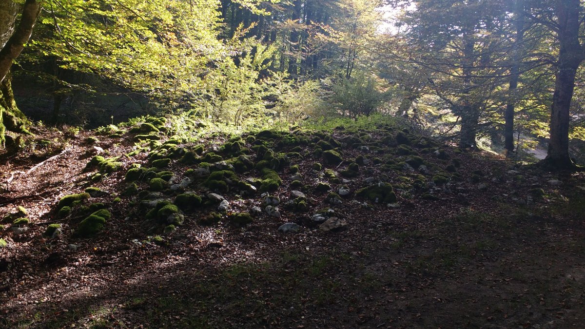 Aileta trikuharria 4