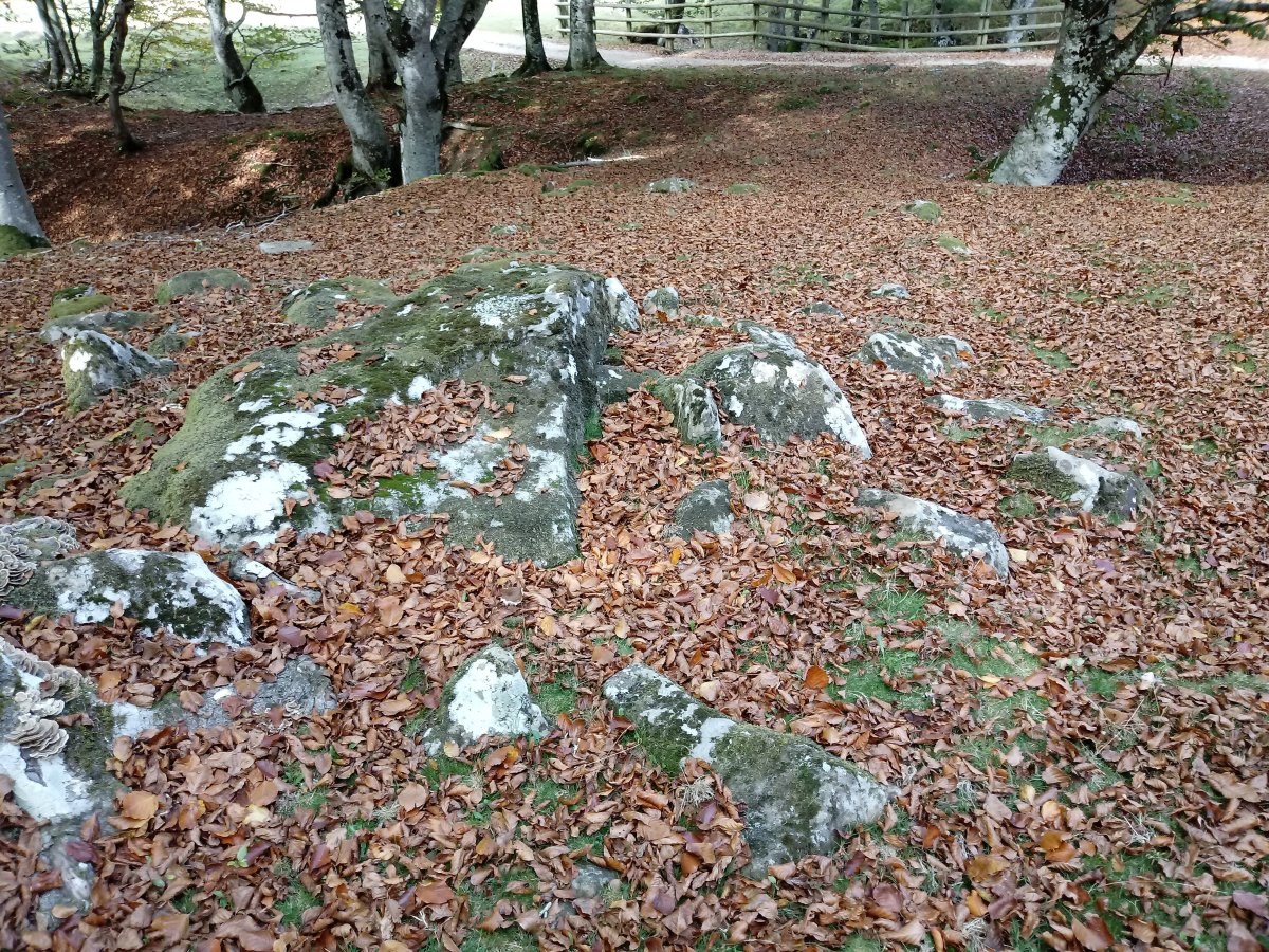 Pagomakor trikuharria 2