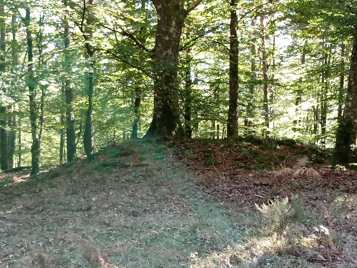 Ollargan trikuharria 4