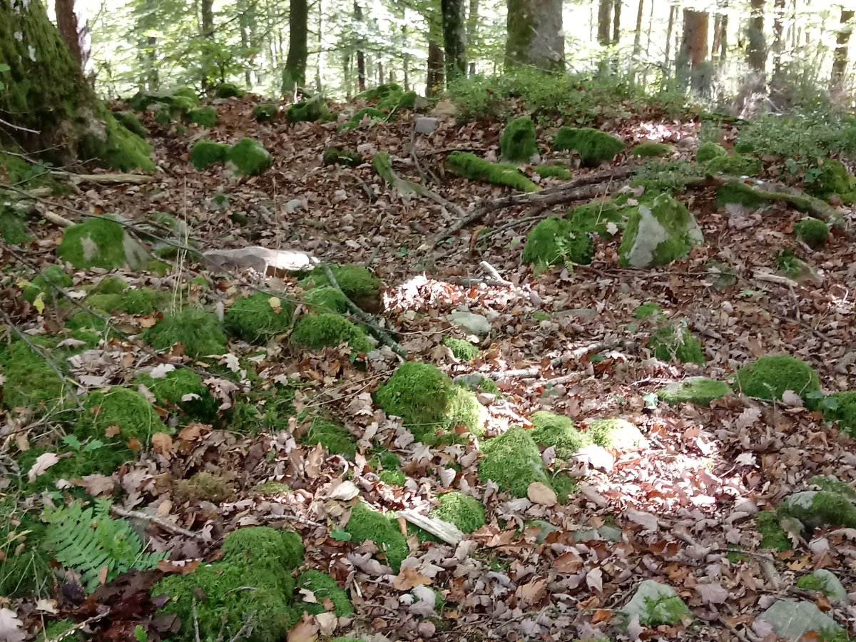 Ollargan trikuharria (2017)