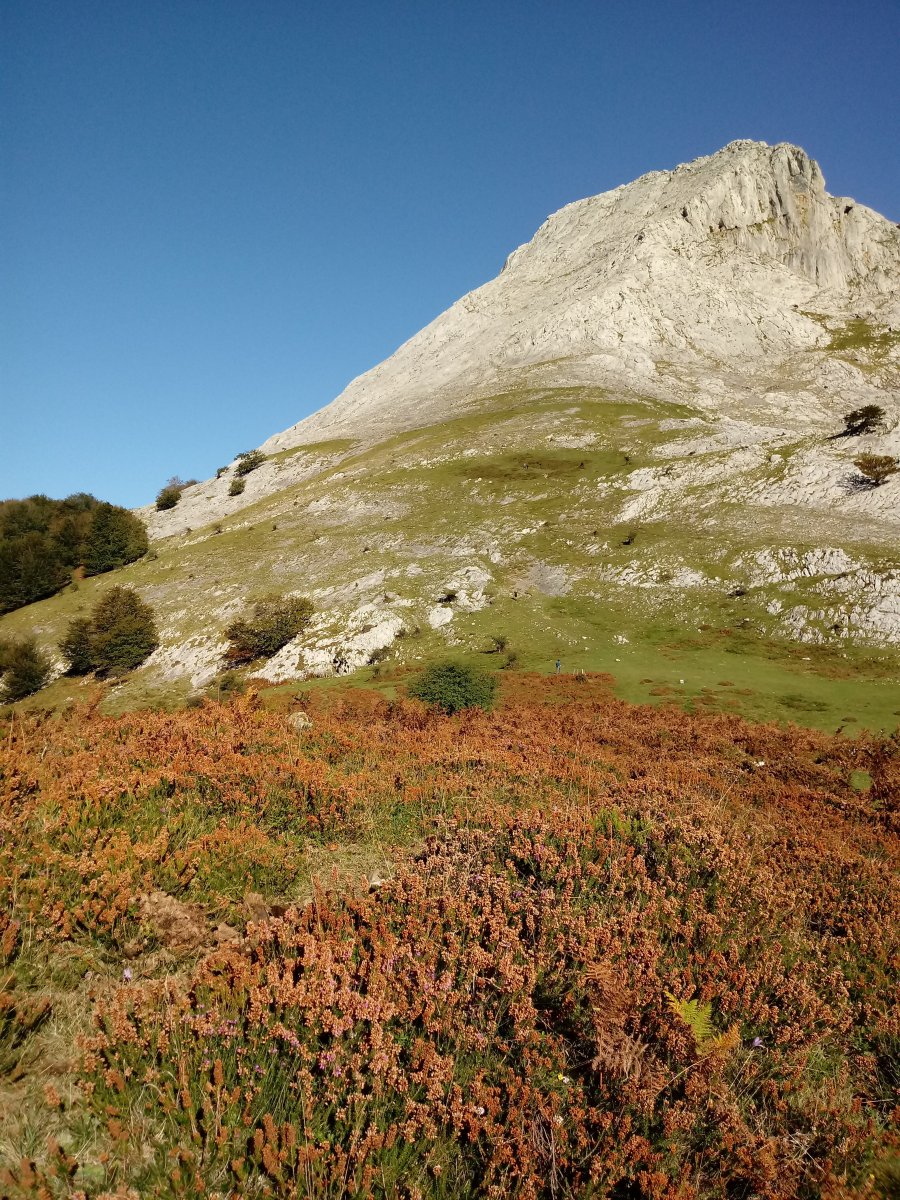 Anbotoste trikuharria (2017)