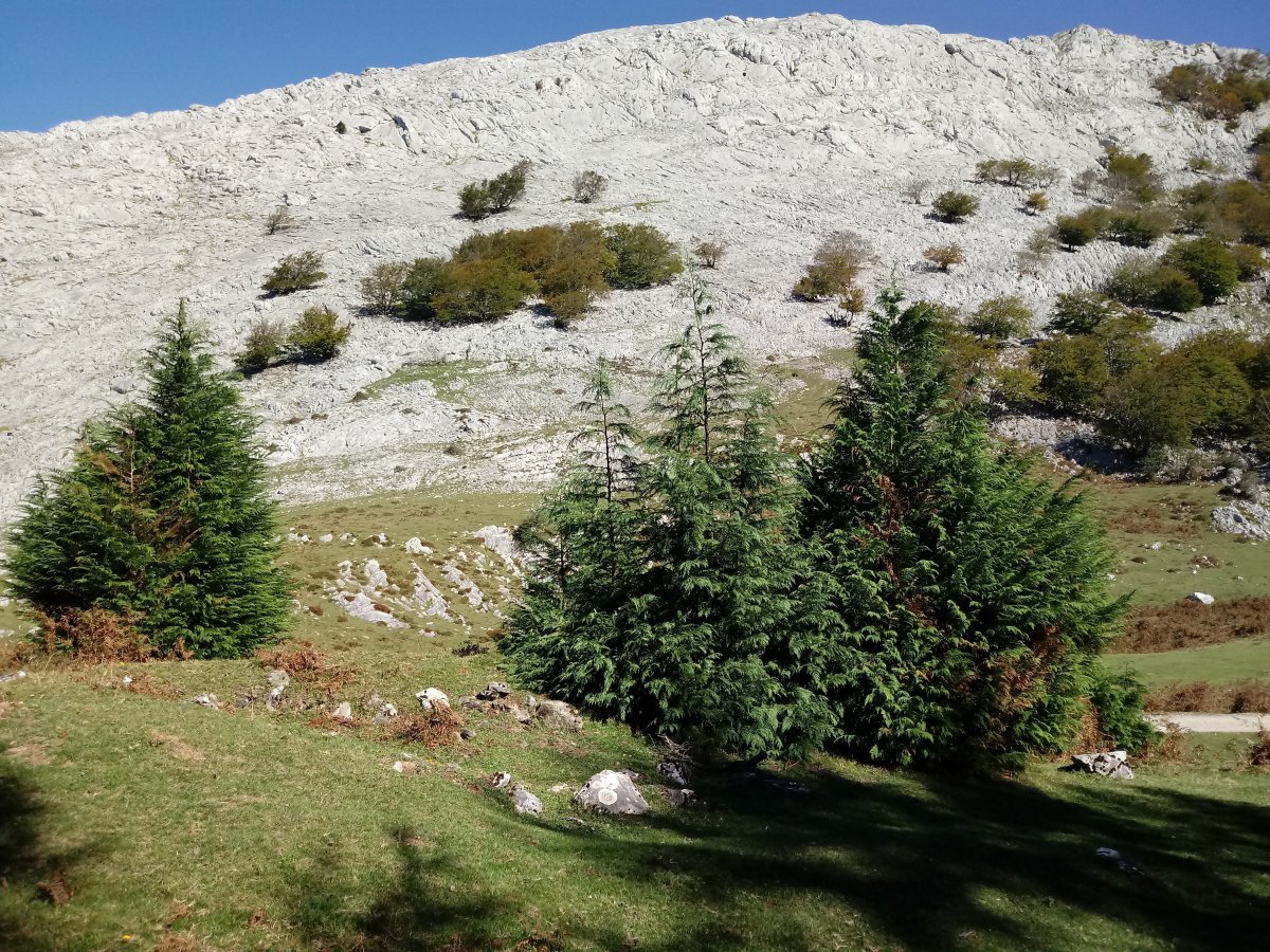 Pagazabal M. trikuharria 2