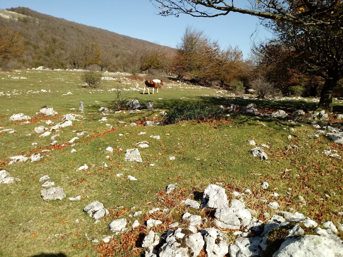 Ergibil trikuharria 4