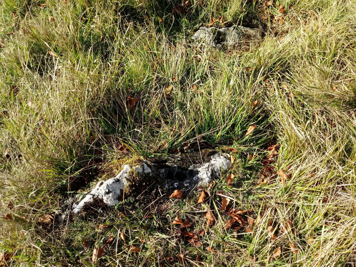 Sorosgain trikuharria (2017)