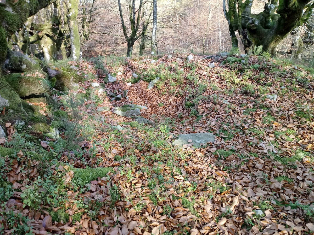 Artaso trikuharria 2