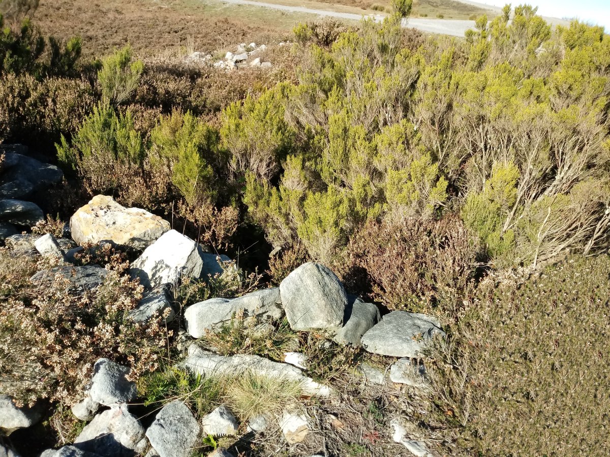 Gainlabur trikuharria 2