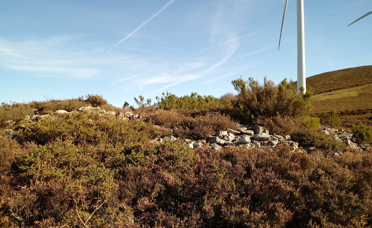 Gainlabur trikuharria (2017)