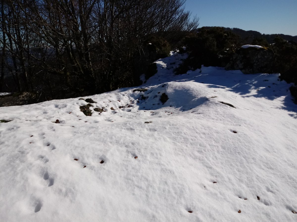 Atxolin trikuharria 2