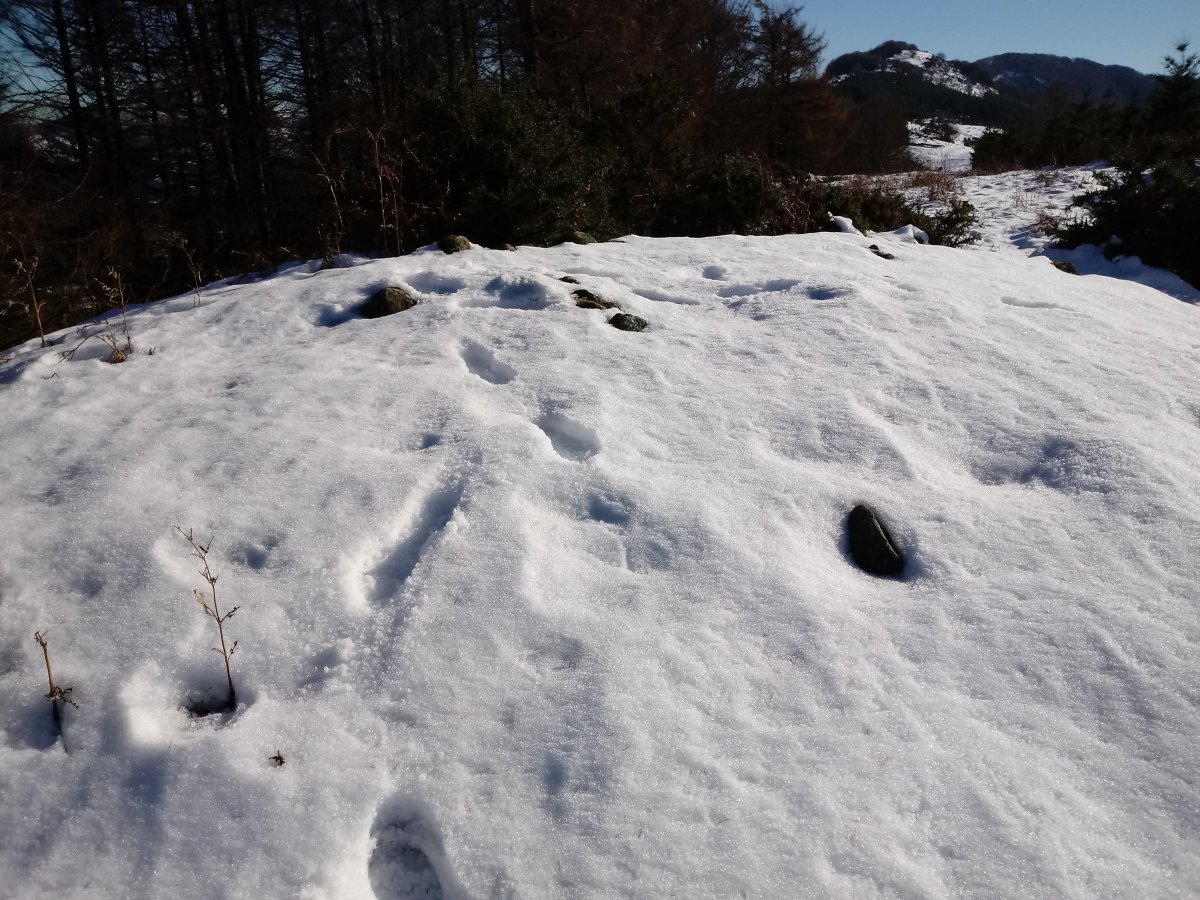 Pagomuneta (769m) tontorra