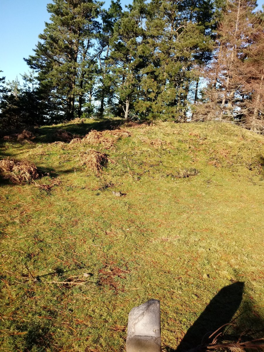 Diruzulo trikuharria (2017)