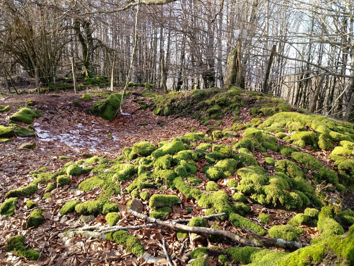 Balankaleku Hegoa trikuharria 3