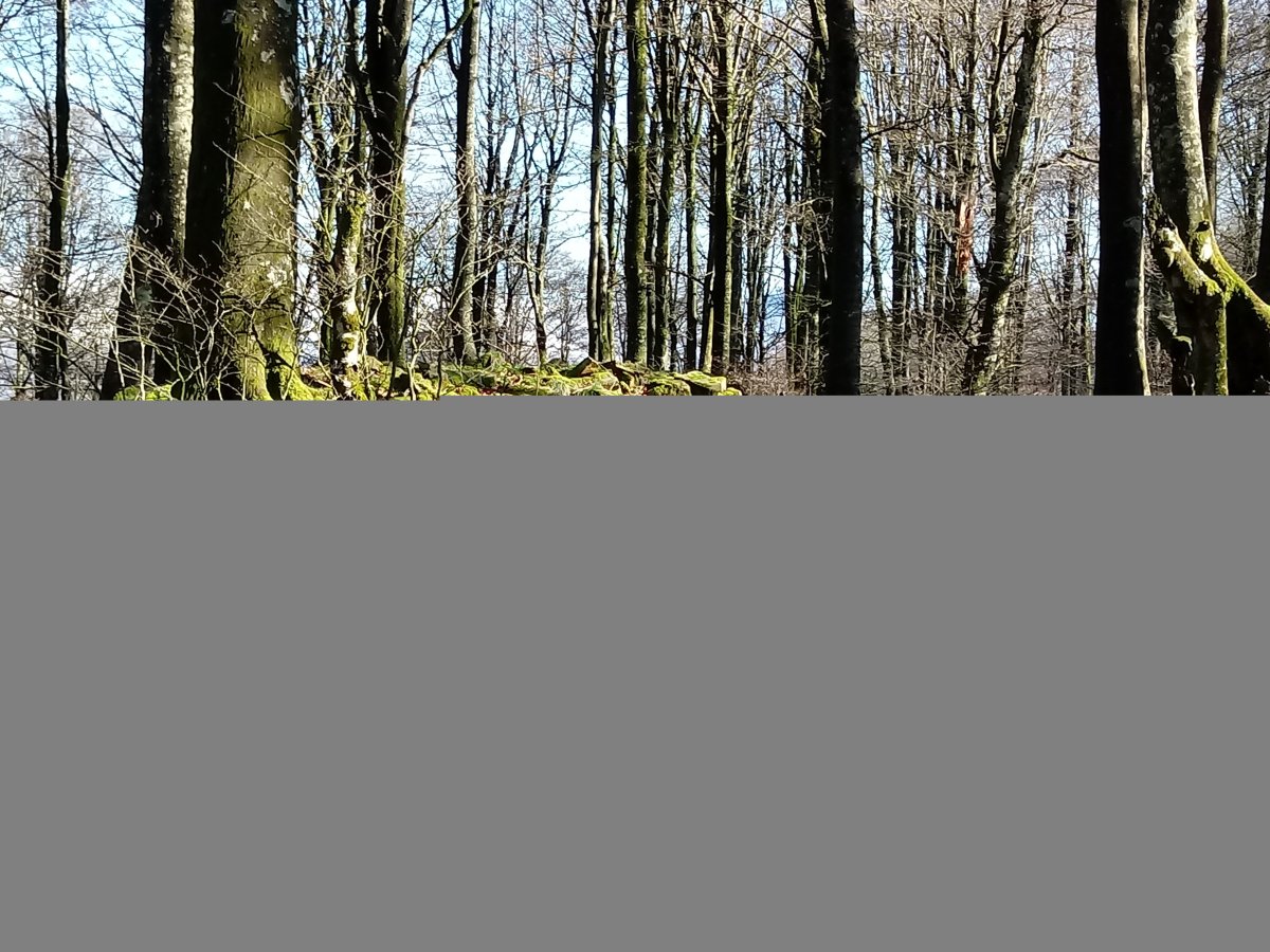 Larreluze trikuharria 2