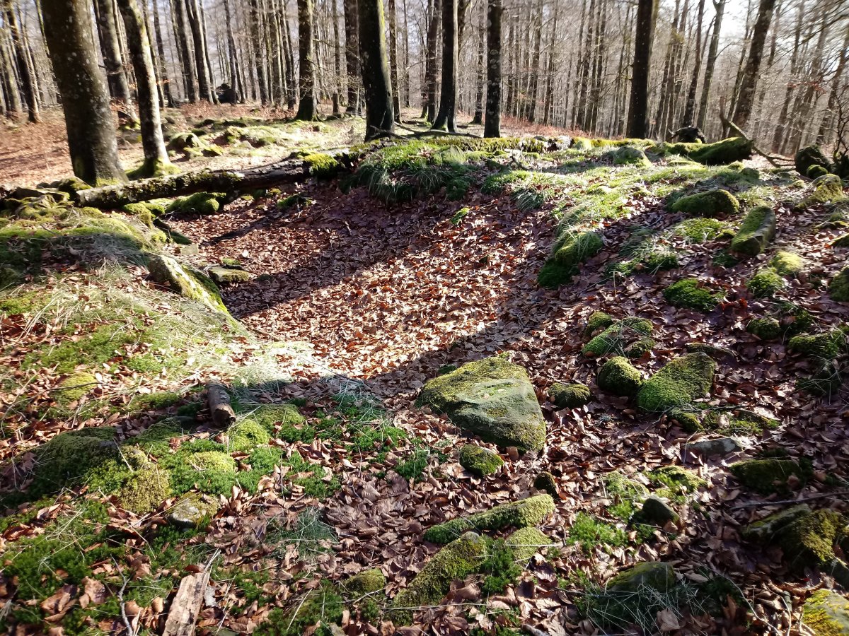 Portuzargaña 1 Ekialdea trikuharria (2018)