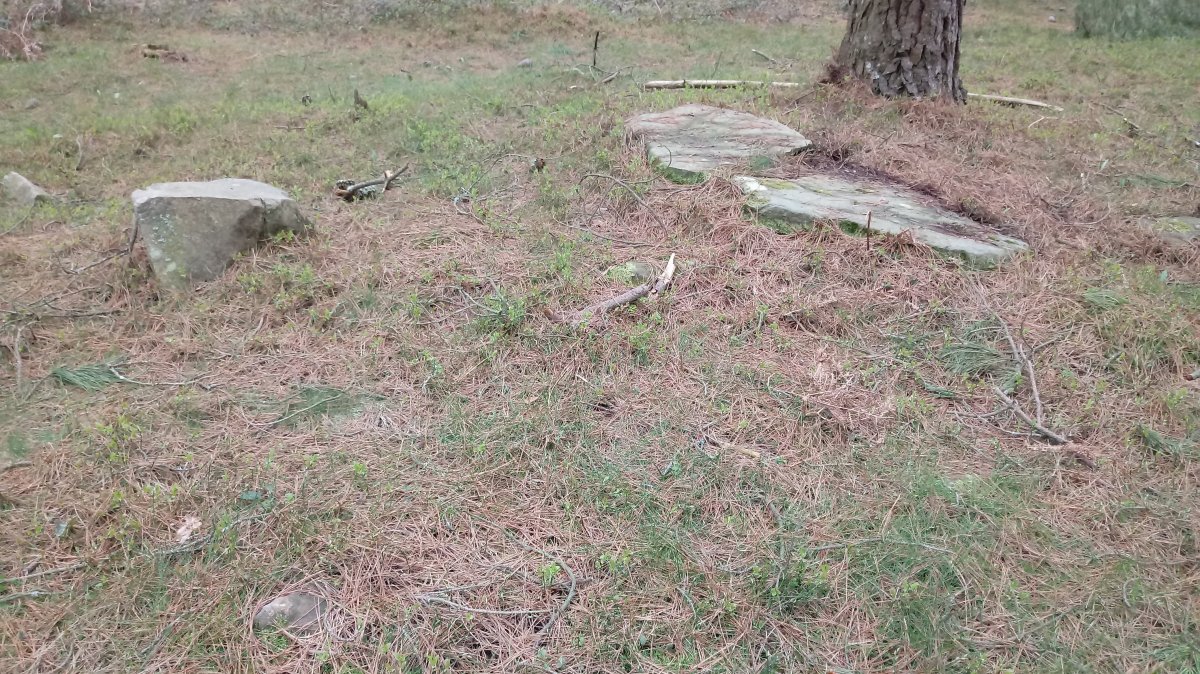 Ama Birjiñen Baso trikuharria 2