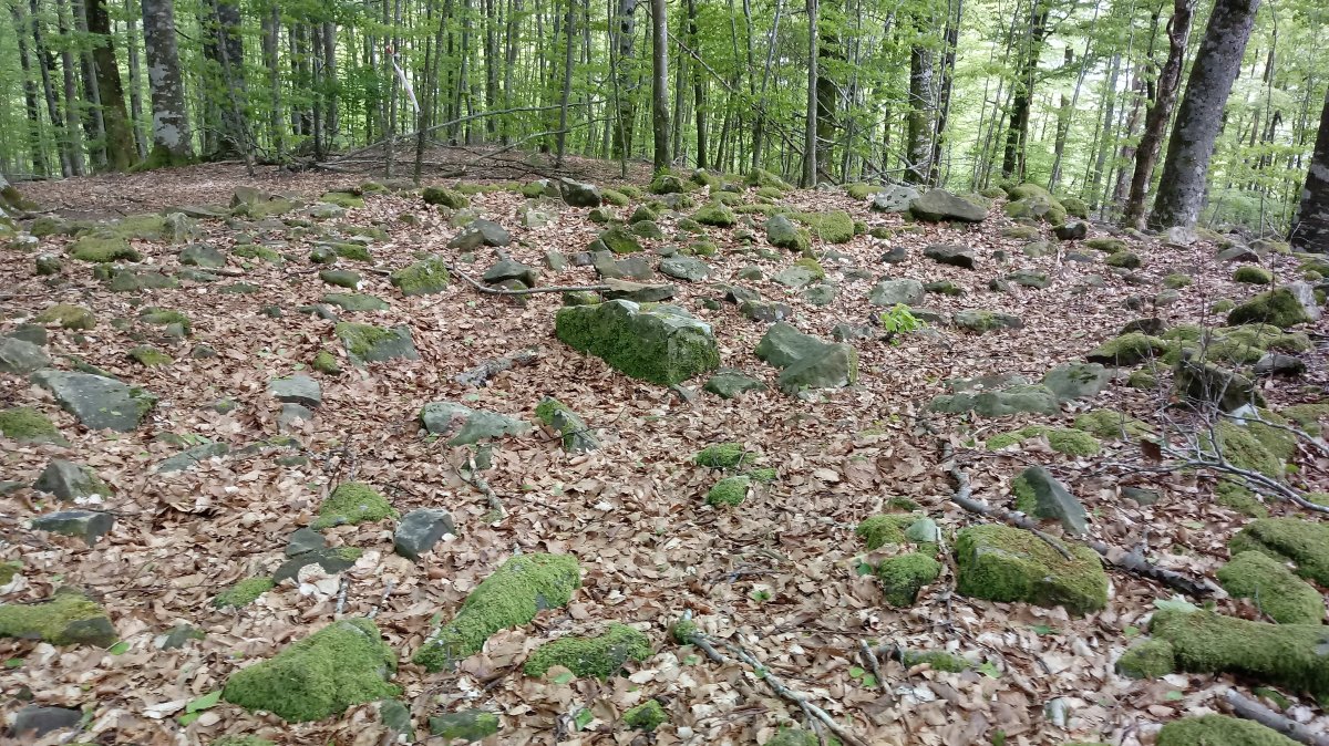 Fagamendi trikuharria 2