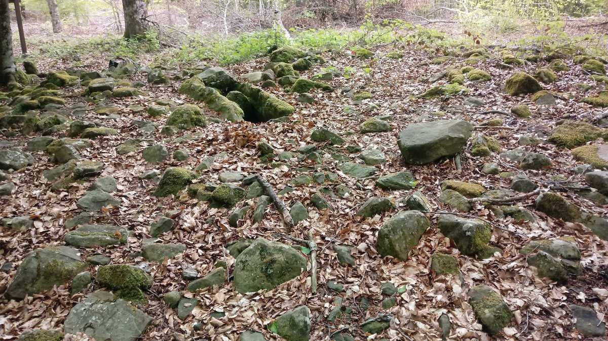 Maitzegur trikuharria 2