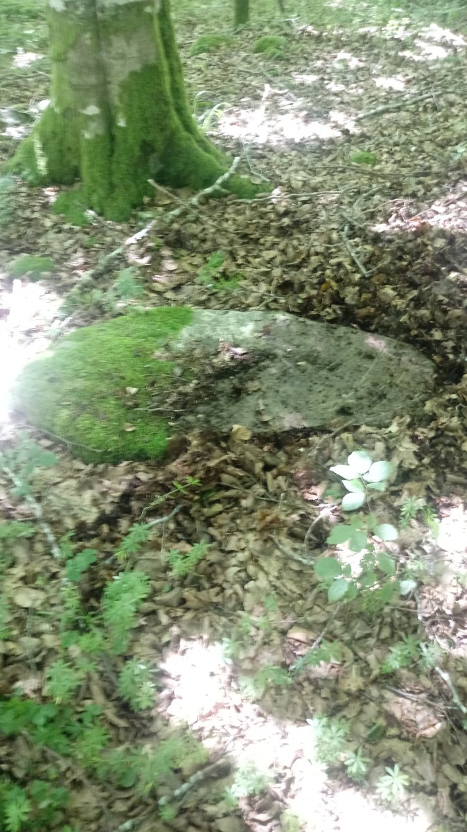 Arregi Erdikoa trikuharria (2018)