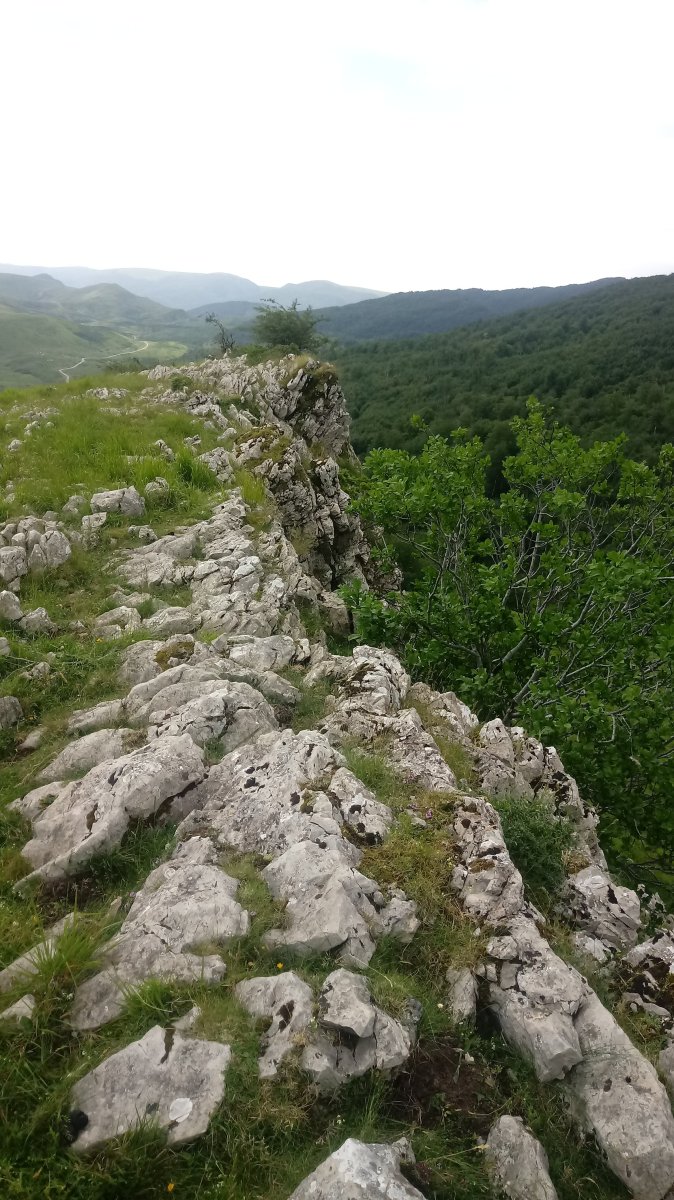 Leizehaundia, tontorra