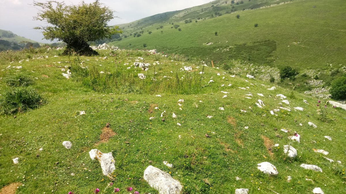 Uidui II trikuharria 2