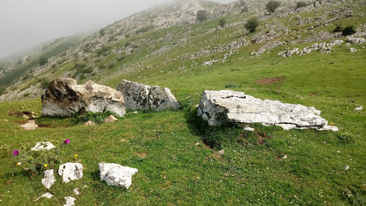 Zearragoena trikuharria 4