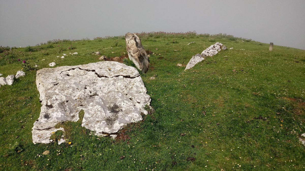 Zearragoena trikuharria 2