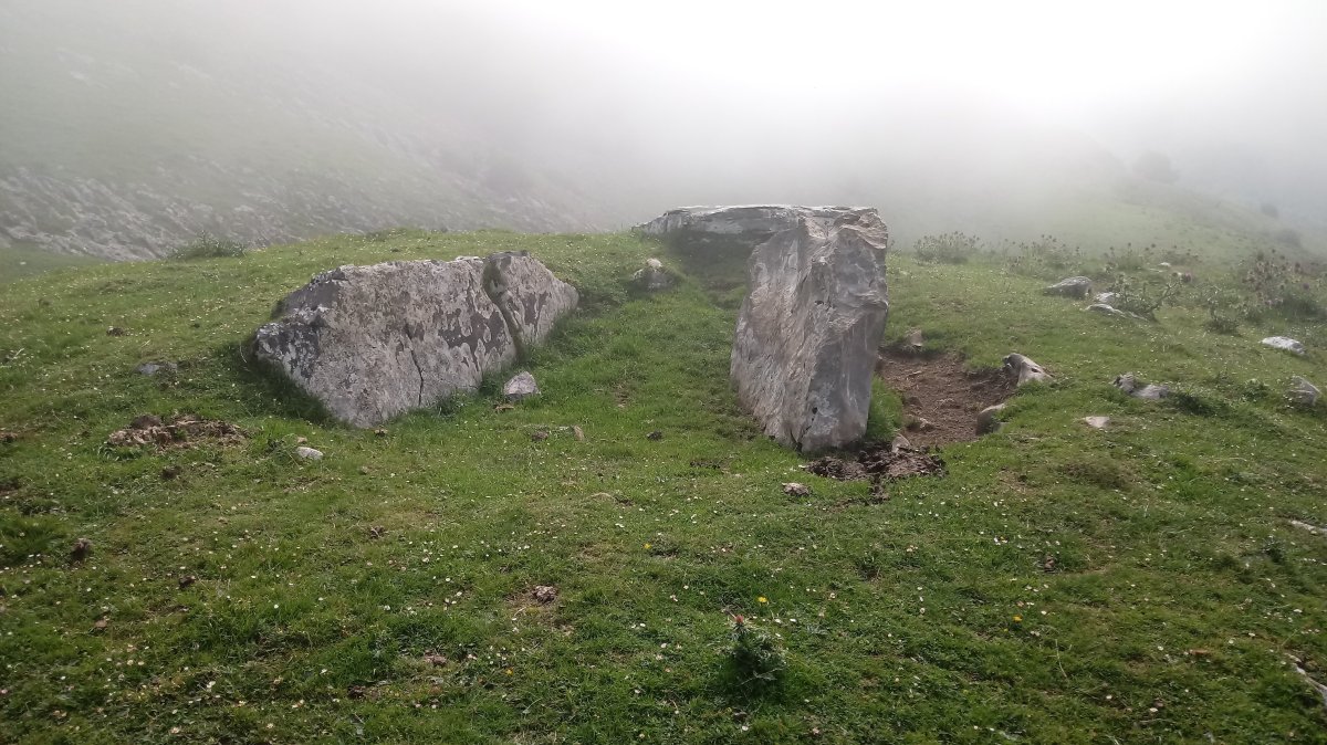 Zearragoena trikuharria (2018)