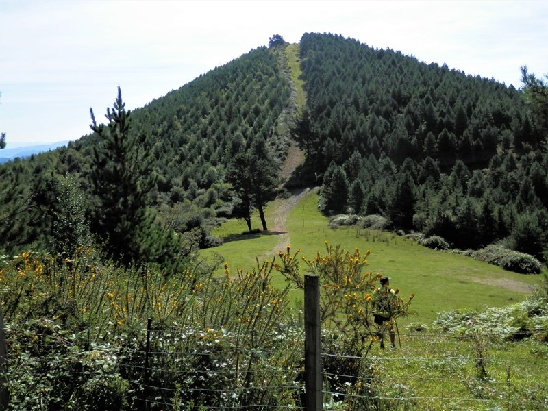 Pastorekortaburu