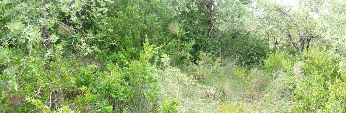 Gailur itxia