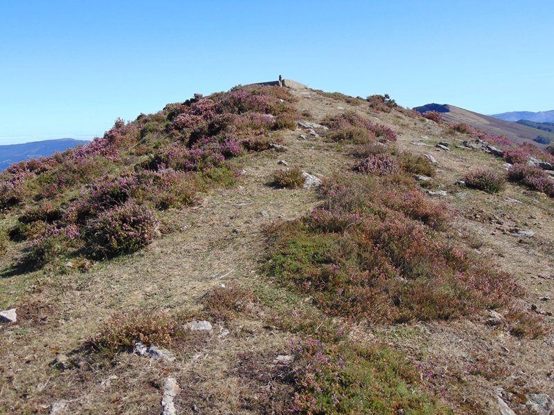 Tontorra
