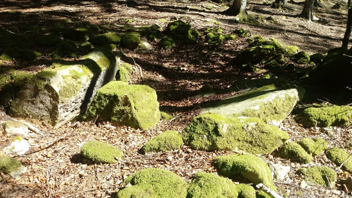 Aginaran Txulo trikuharria 4