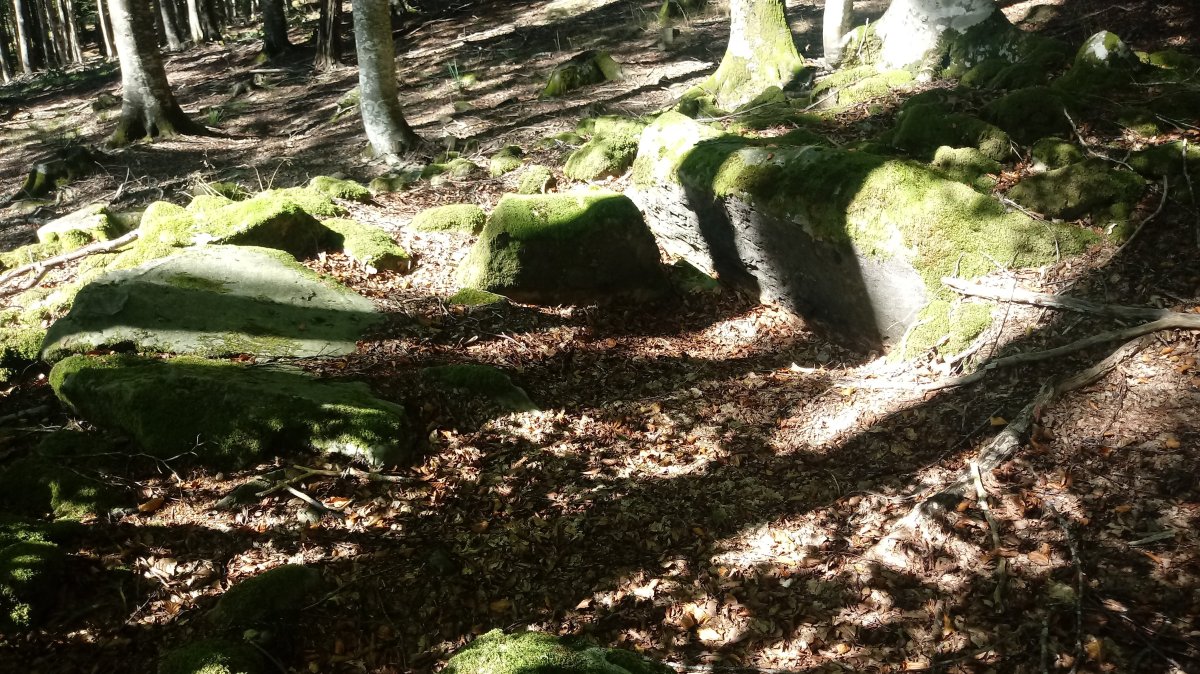 Aginaran Txulo trikuharria (2018)