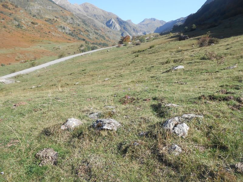 campo largo sur