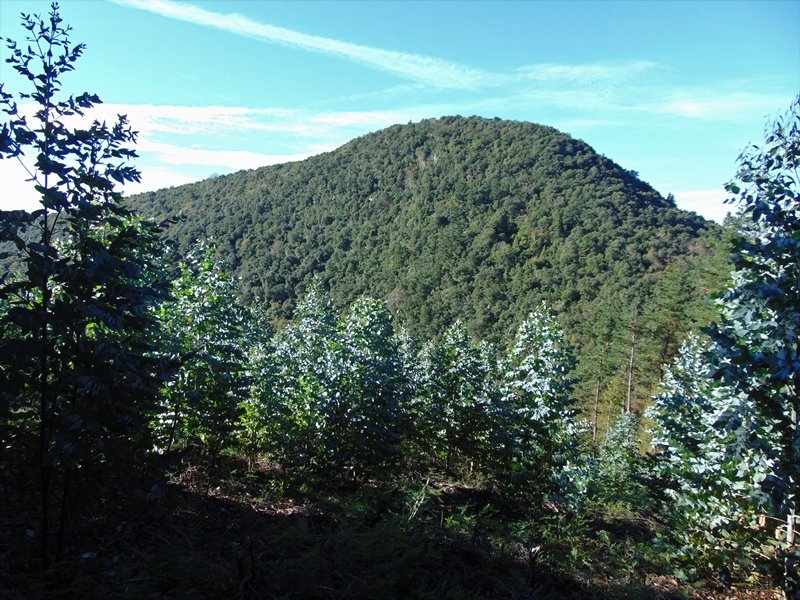 Burretxagana