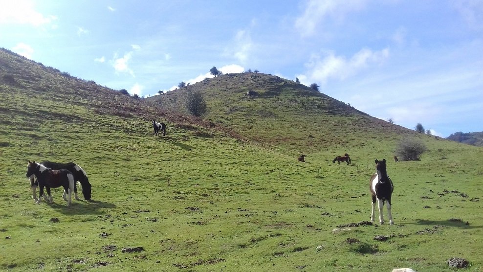 Muruxeko naba