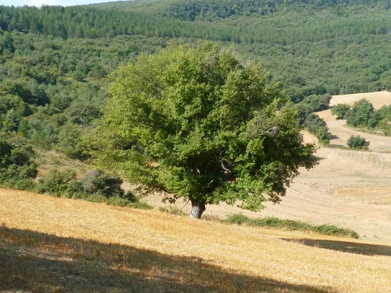 Lizarragako aritzak