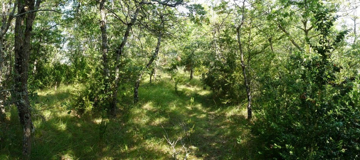 Muskildako gailurra