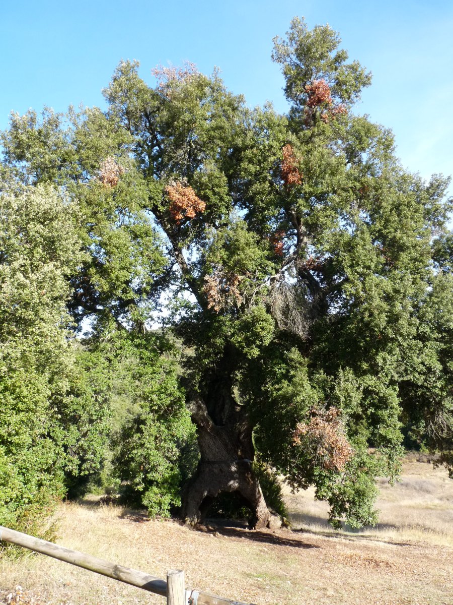 Mendazako artea