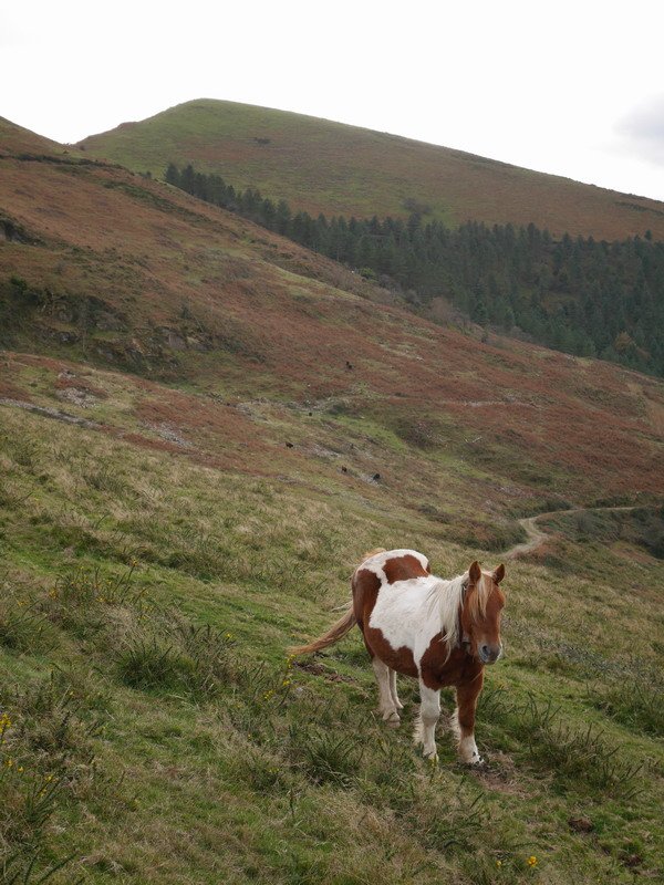 Alen