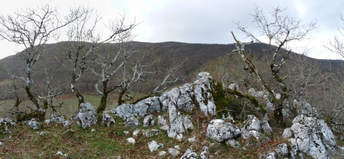 Gailurra