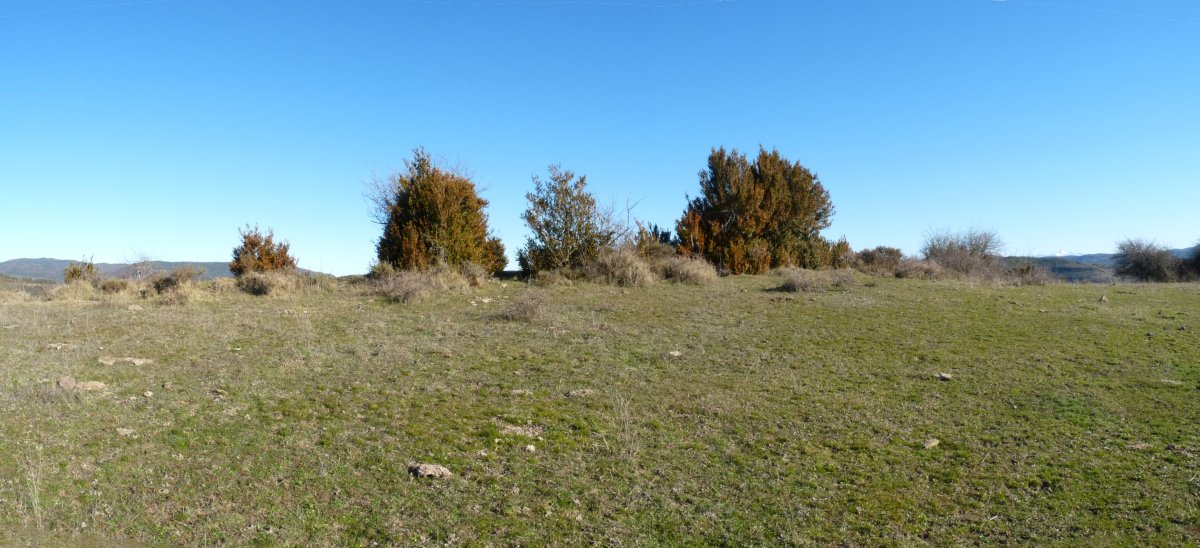 Urdantxiko galiurra