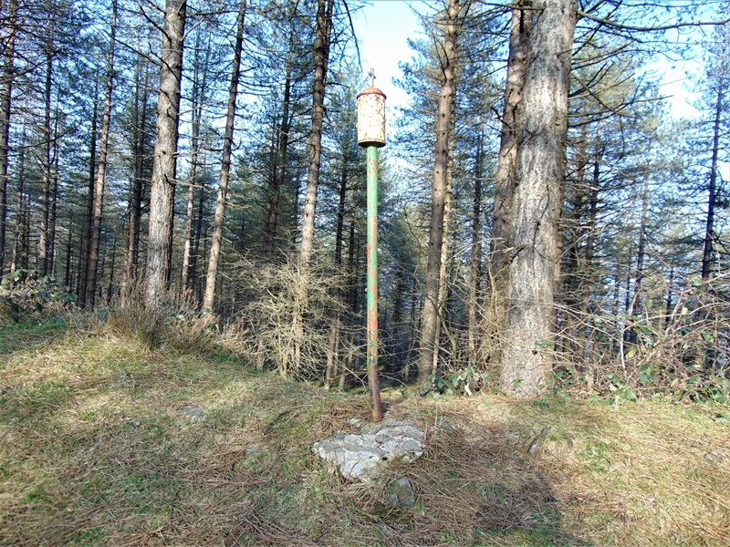 Buzoia
