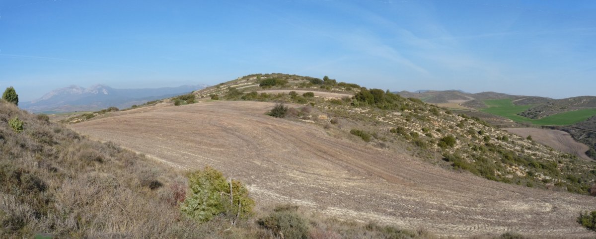 Edesa gaina