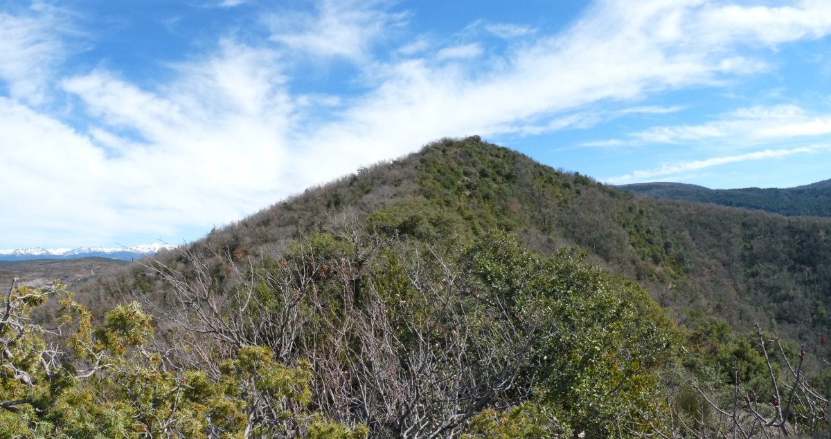 Puyalote