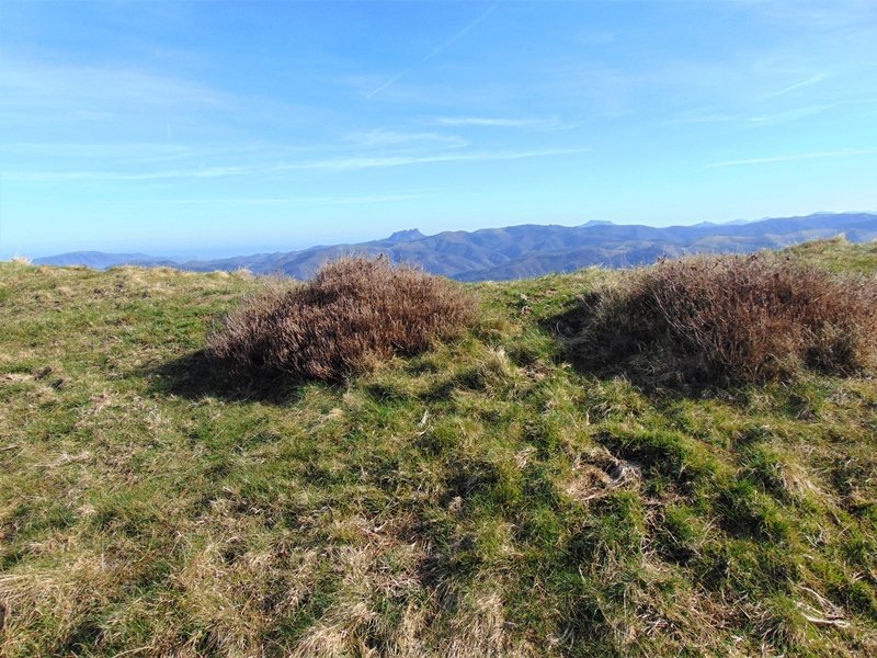 Tontorra