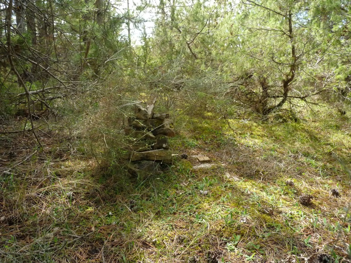 Gailurra, basoan
