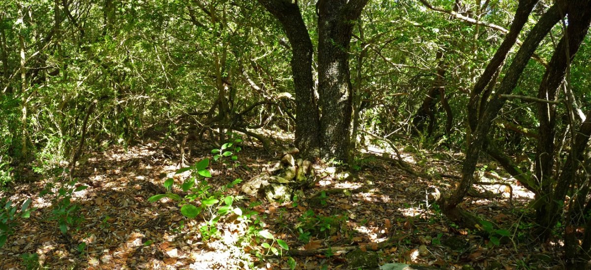 La Matako gailurra