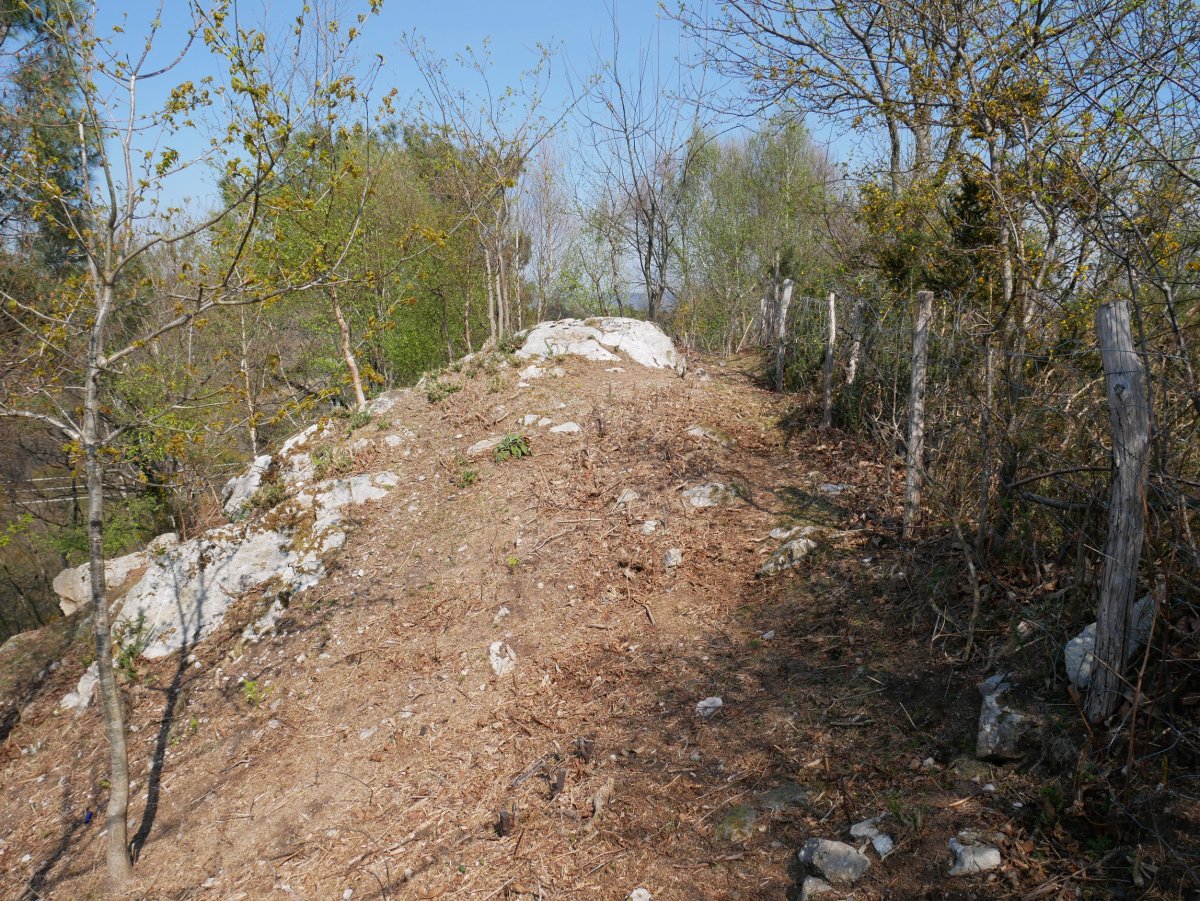 Atxurro tontorra